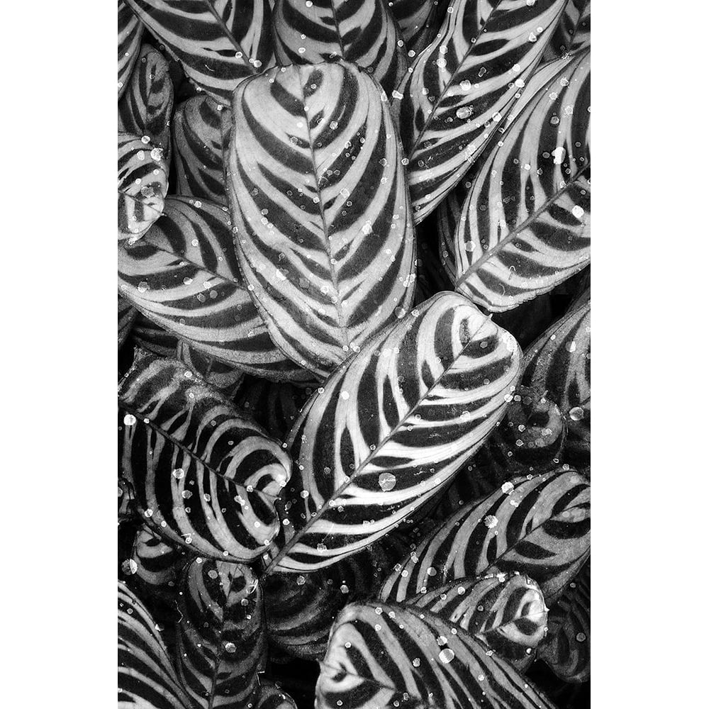 Midnight Palm Leaves 2 bw Poster Print by Kimberly Allen-VARPDXKARC2012B Image 1