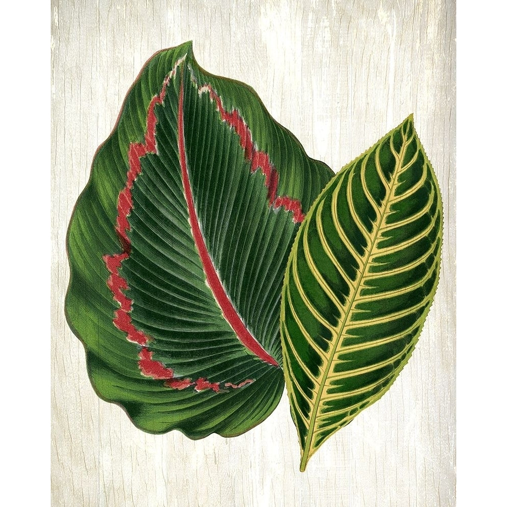 Botanical Greens 3 Poster Print by Kimberly Allen-VARPDXKARC2031C Image 1