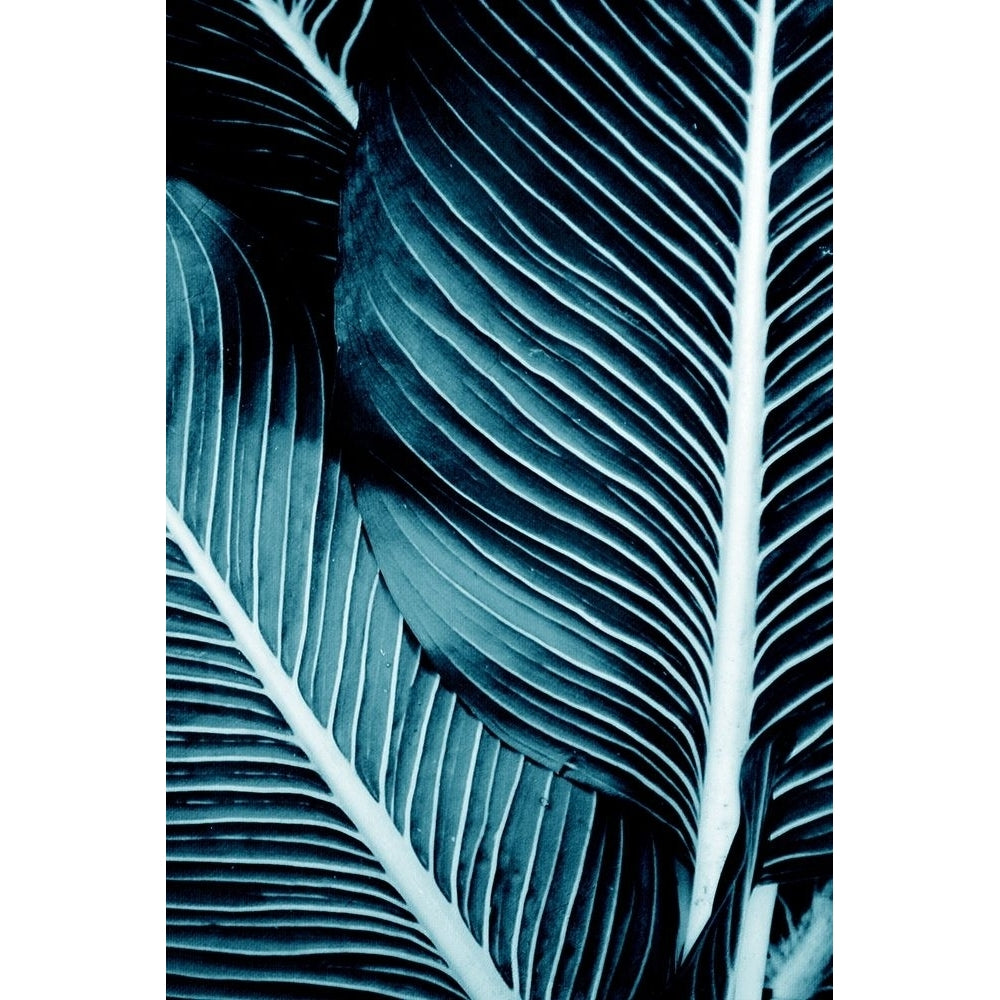 Tropical Blue 1 Poster Print by Kimberly Allen-VARPDXKARC2111A Image 1