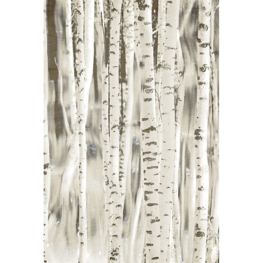 Birches 3 Poster Print - Kimberly Allen-VARPDXKARC2129C Image 1