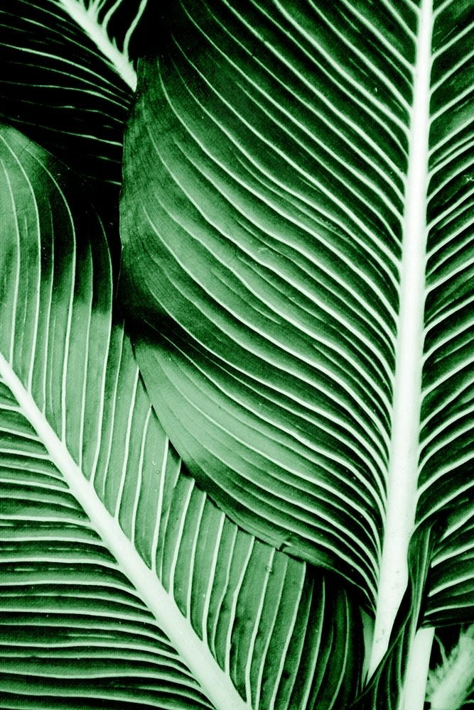 Tropical 1 by Kimberly Allen-VARPDXKARC2259A Image 1