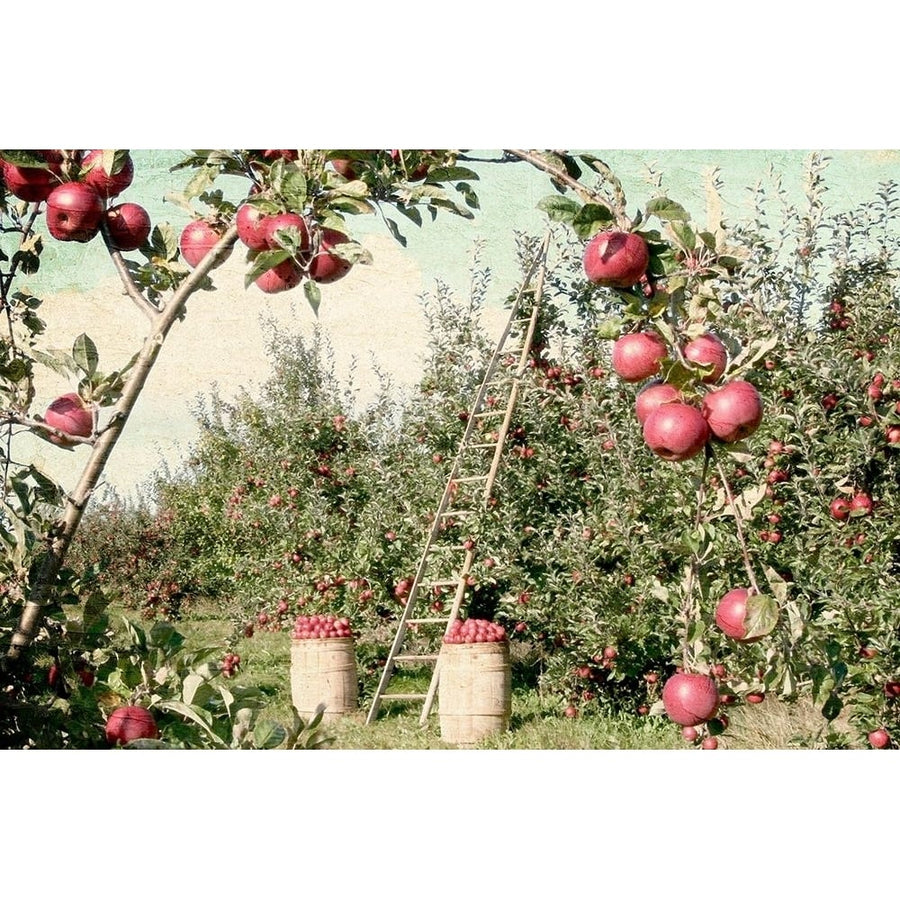 Apple Orchard by Kimberly Allen-VARPDXKARC2541 Image 1