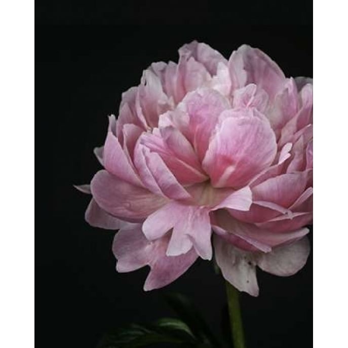 Floral Closeup 4 Poster Print by Kimberly Allen-VARPDXKARC270D Image 2