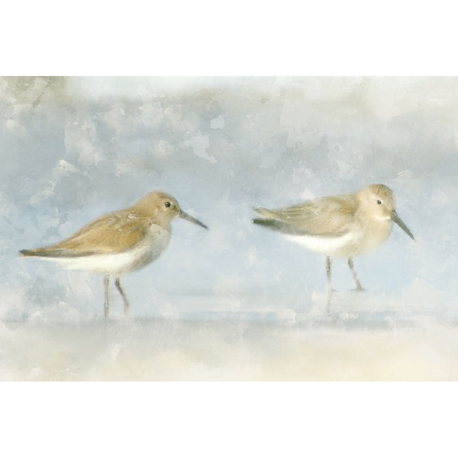 Sandpiper Beach Poster Print - Kimberly Allen-VARPDXKARC2858A Image 1