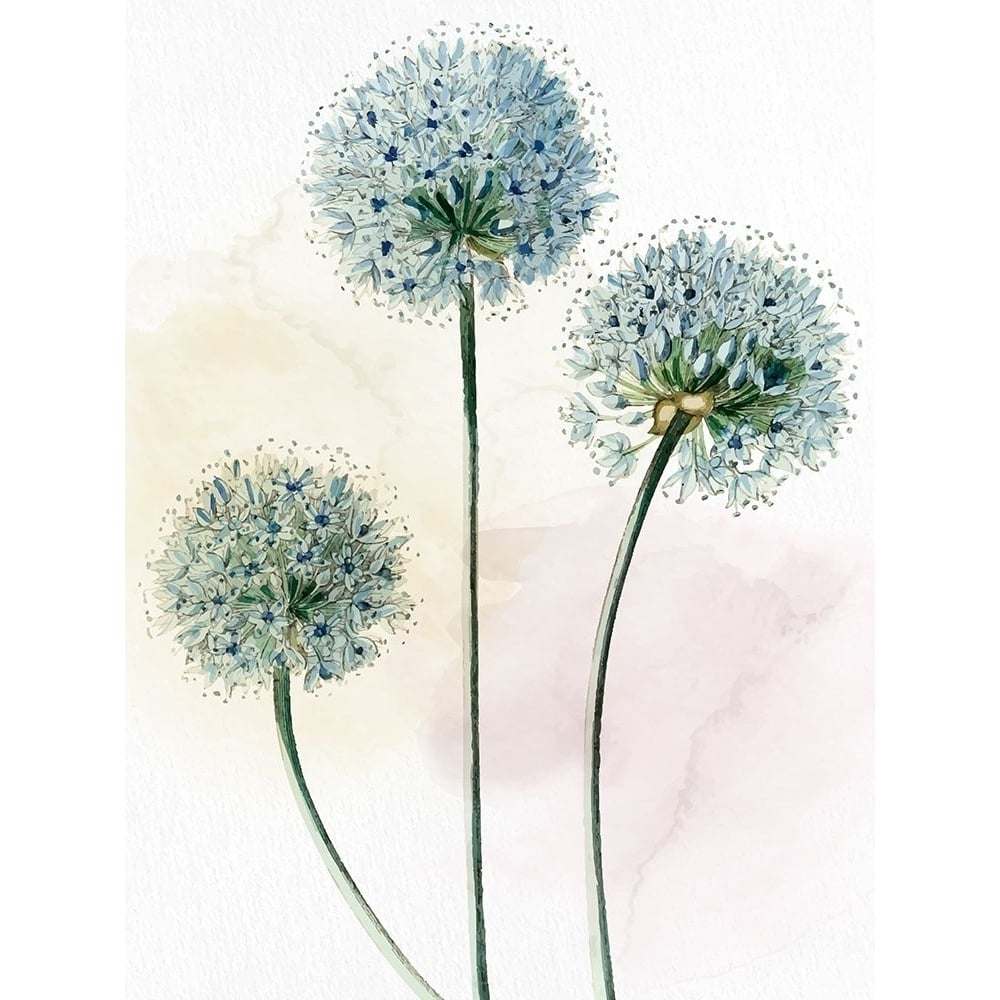 Watercolor Dandelion Poster Print - Kimberly Allen-VARPDXKARC3081A Image 1