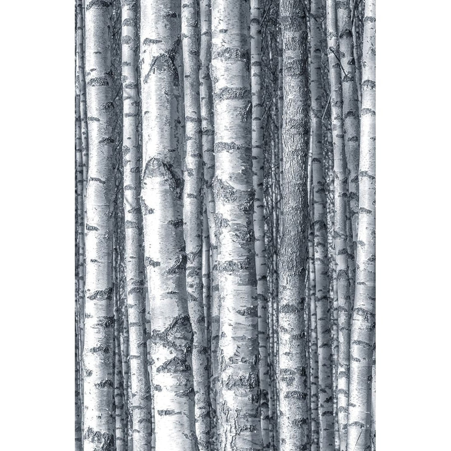 Birches 1 Poster Print - Kimberly Allen-VARPDXKARC3169A Image 1