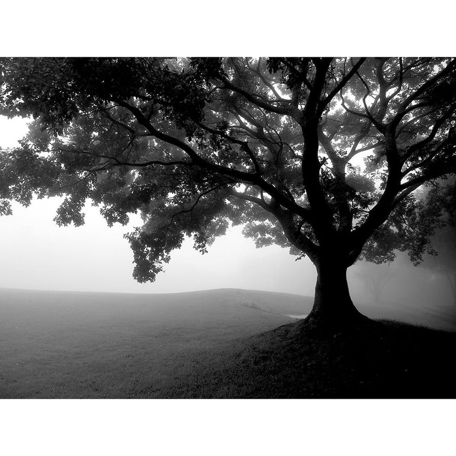 Early Morning Fog Poster Print - Kimberly Allen-VARPDXKARC3178A Image 1