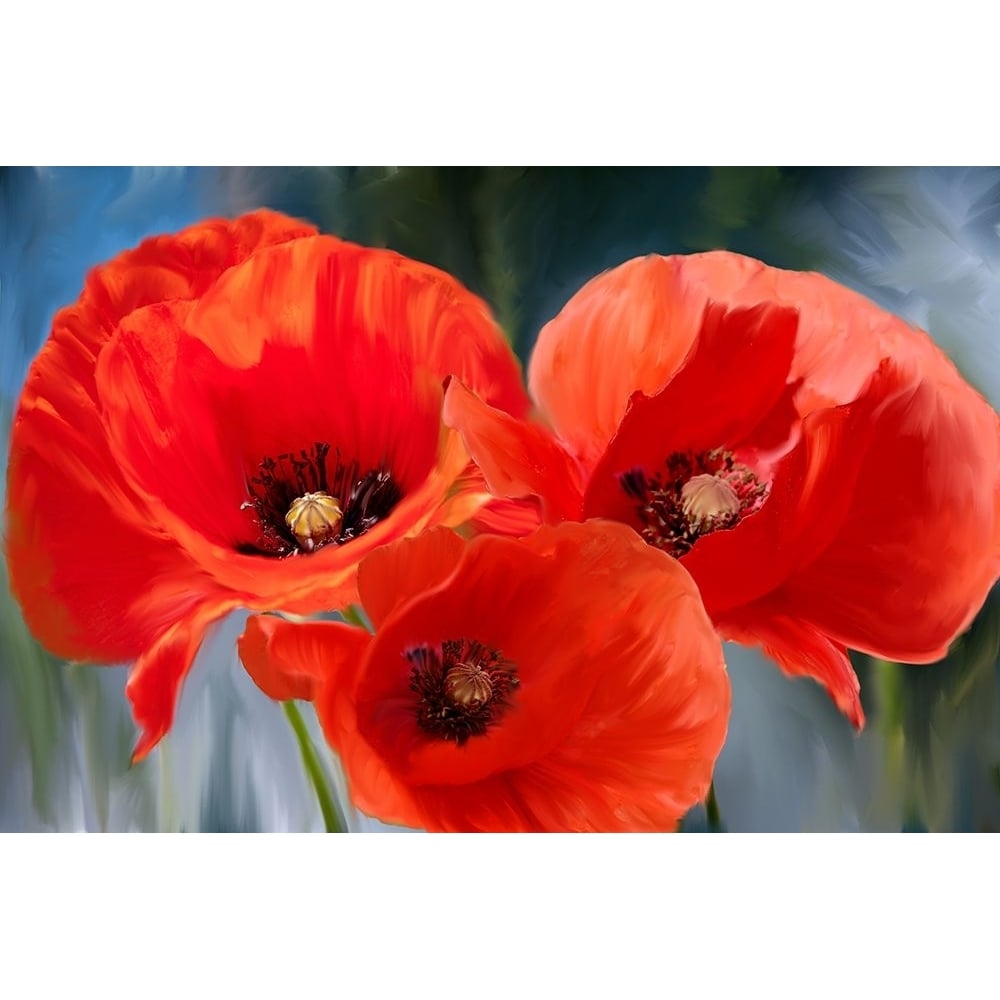 Poppy Trio Poster Print - Kimberly Allen-VARPDXKARC3378B Image 1