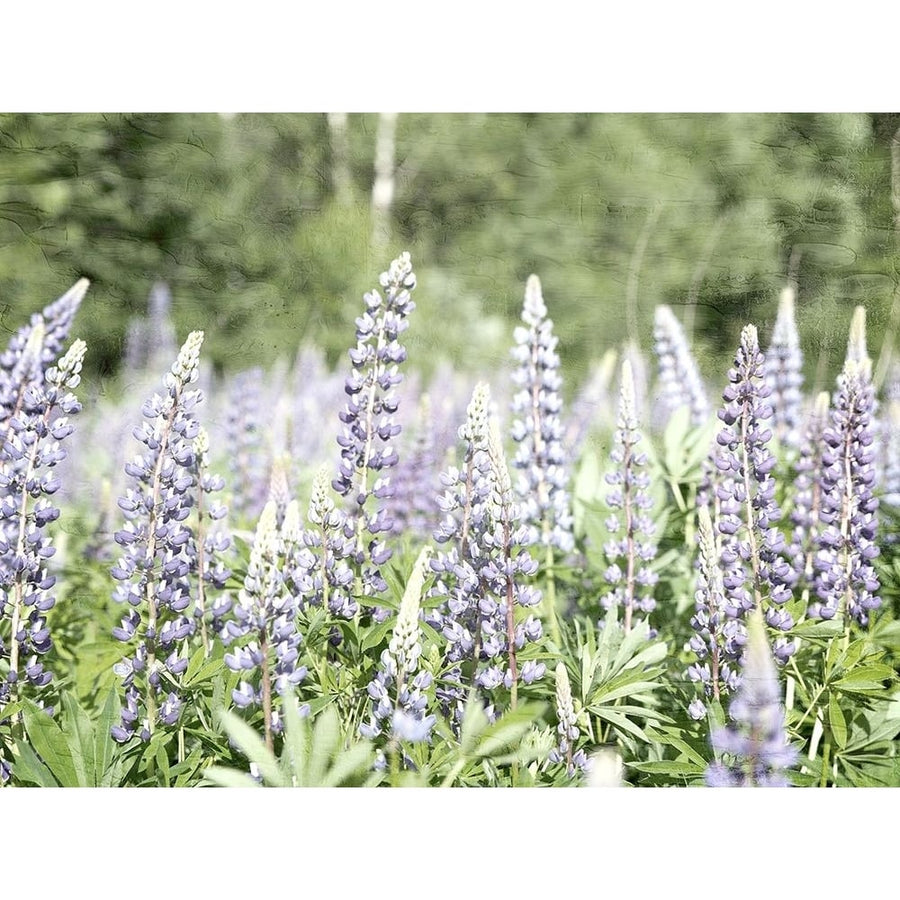 Field Of Bluebonnets Poster Print - Kimberly Allen-VARPDXKARC3460A Image 1