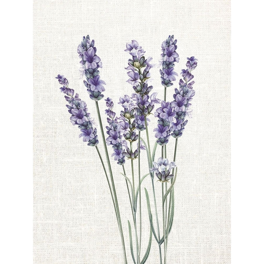 Linen Lavender 1 Poster Print - Kimberly Allen-VARPDXKARC3501A Image 1