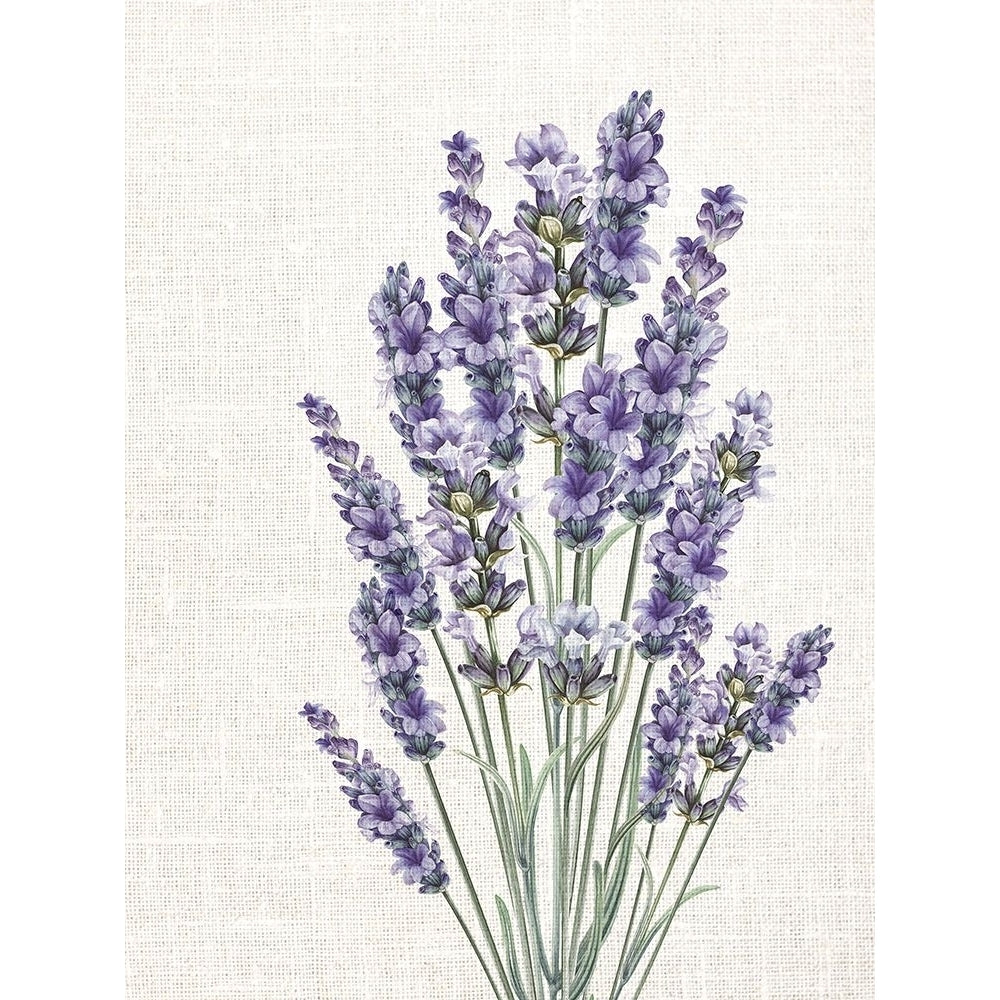 Linen Lavender 2 Poster Print - Kimberly Allen-VARPDXKARC3501B Image 1