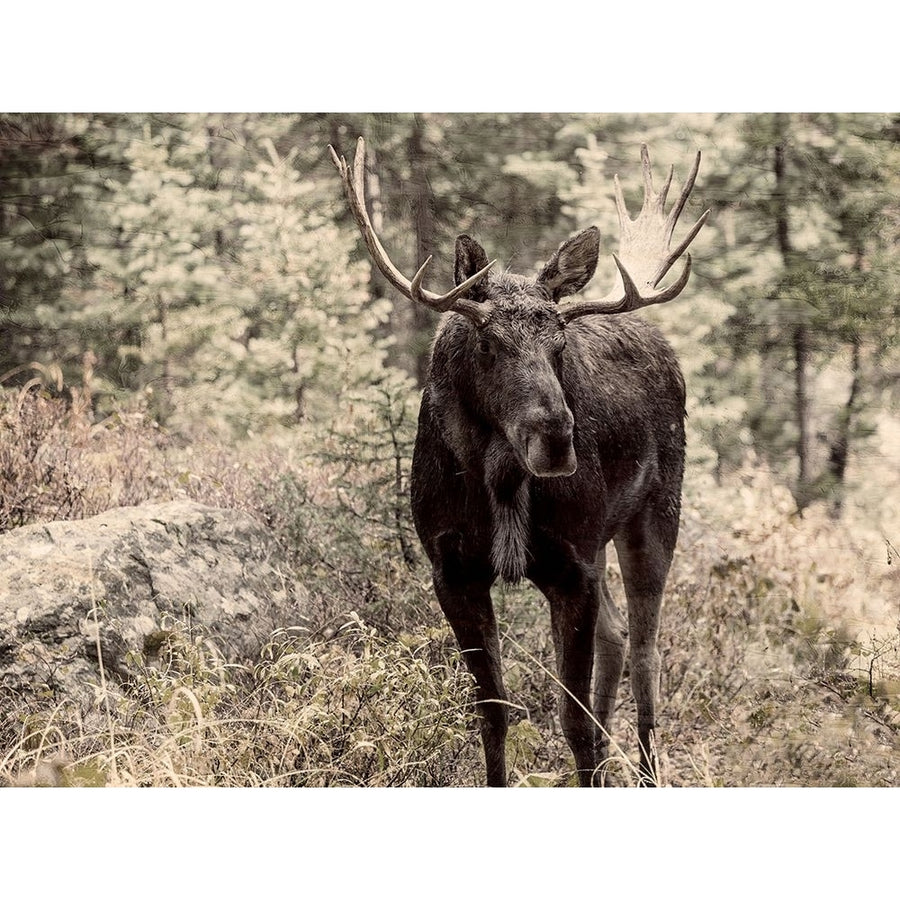 Moose View Poster Print - Kimberly Allen-VARPDXKARC3698A Image 1