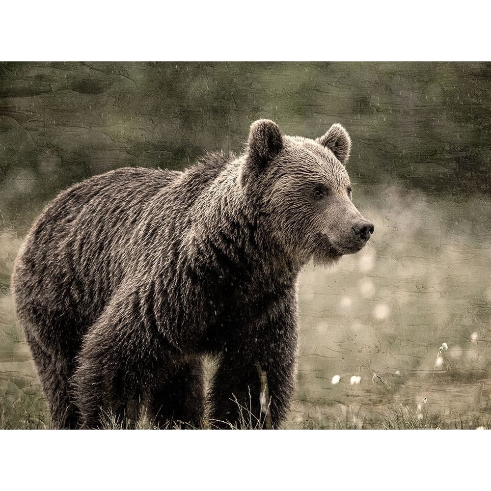 Bear View Poster Print - Kimberly Allen-VARPDXKARC3700A Image 1