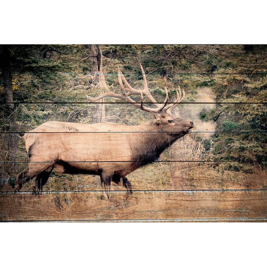 Elk Woods Poster Print - Kimberly Allen-VARPDXKARC3724A Image 1