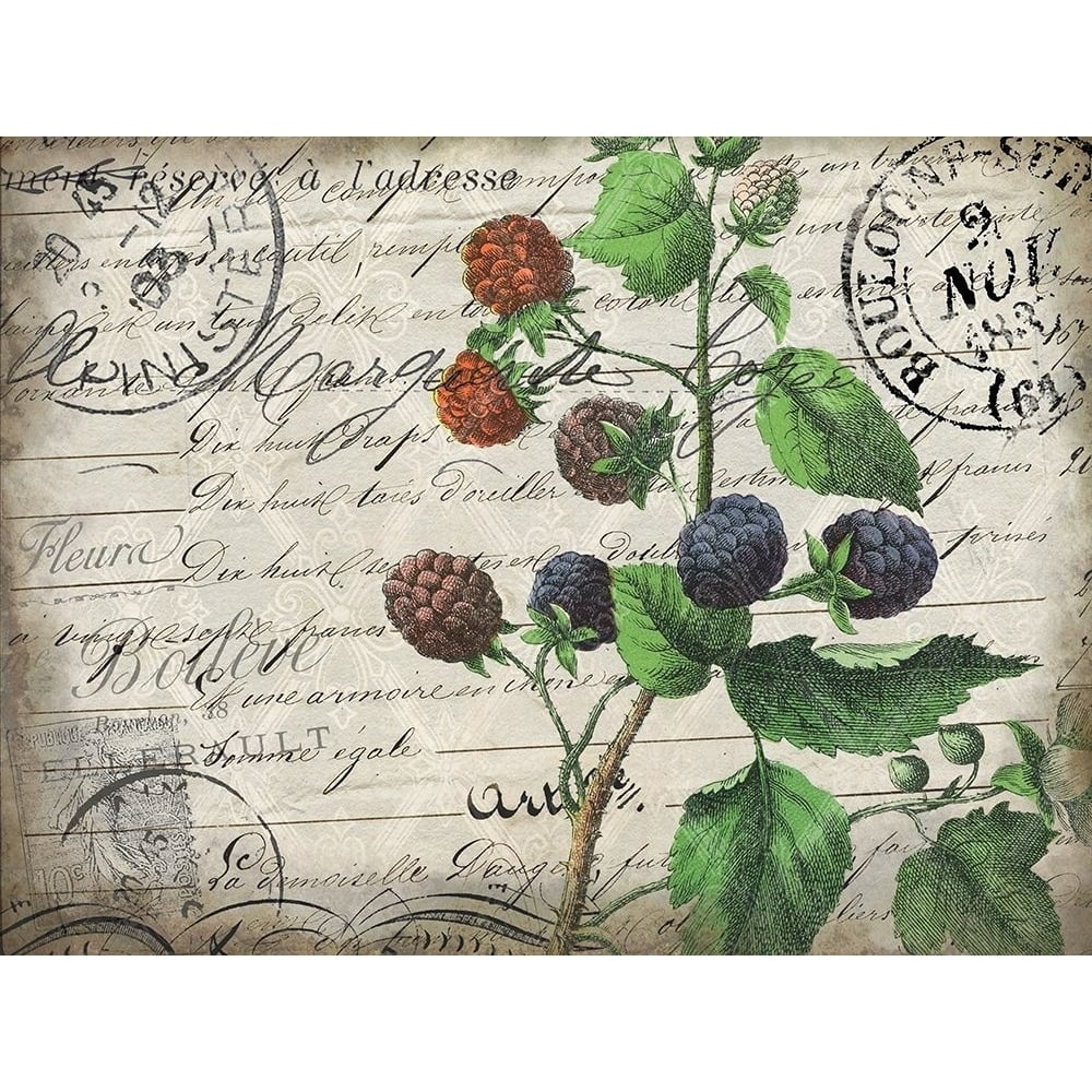 Vintage Blackberries Poster Print by Allen Kimberly-VARPDXKARC564A Image 2