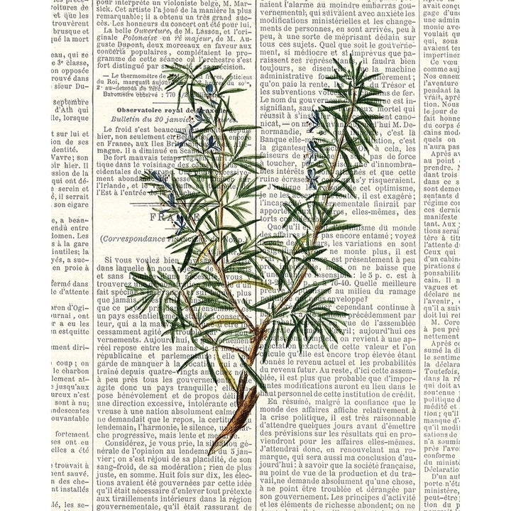 Fresh Herbs 1 Poster Print by Kimberly Allen-VARPDXKARC775A Image 1