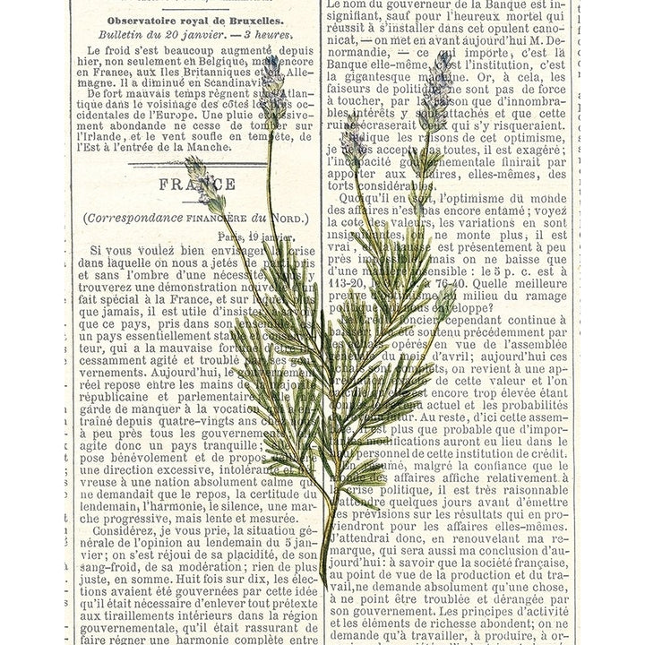 Fresh Herbs 4 Poster Print by Kimberly Allen-VARPDXKARC775D Image 1