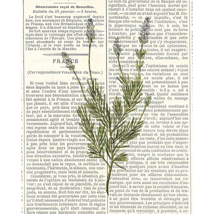 Fresh Herbs 4 Poster Print by Kimberly Allen-VARPDXKARC775D Image 1