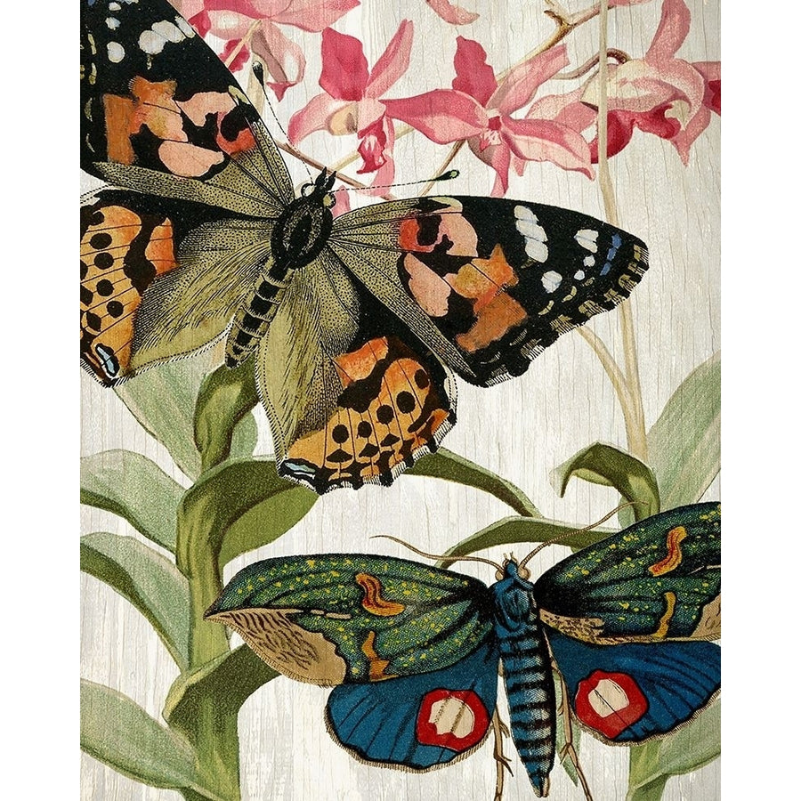 Butterfly World 1 Poster Print by Allen Kimberly-VARPDXKARC774A Image 1