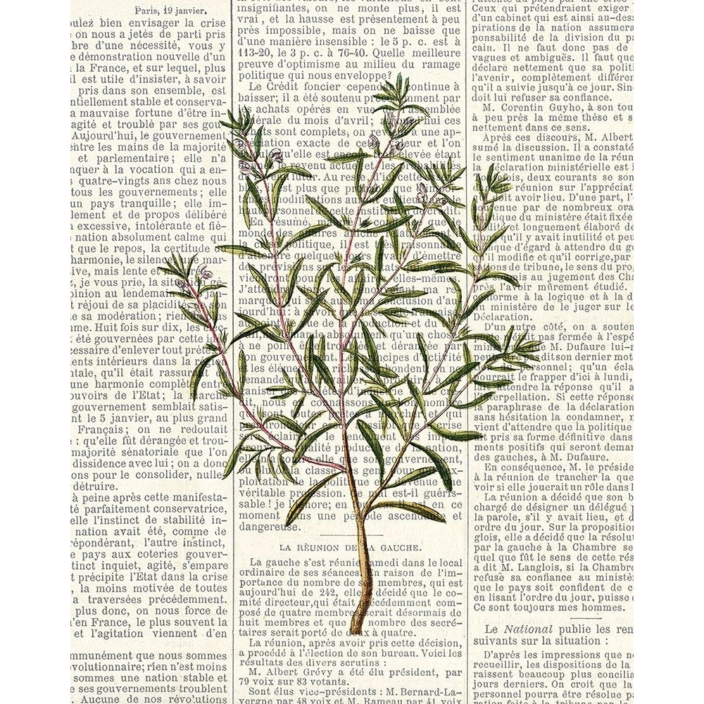 Fresh Herbs 2 Poster Print by Kimberly Allen-VARPDXKARC775B Image 1