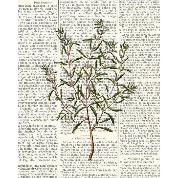 Fresh Herbs 2 Poster Print by Kimberly Allen-VARPDXKARC775B Image 1