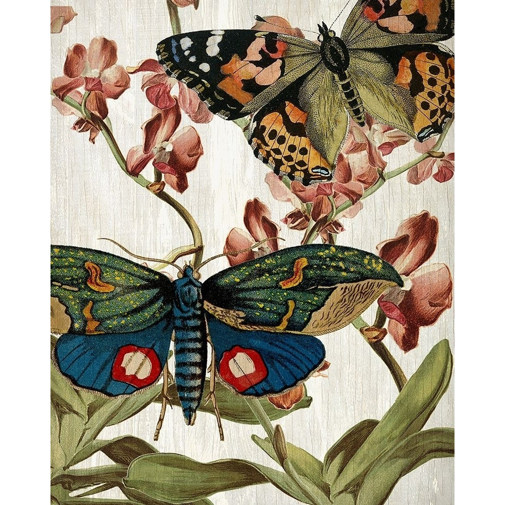 Butterfly World 3 Poster Print by Allen Kimberly-VARPDXKARC774C Image 1