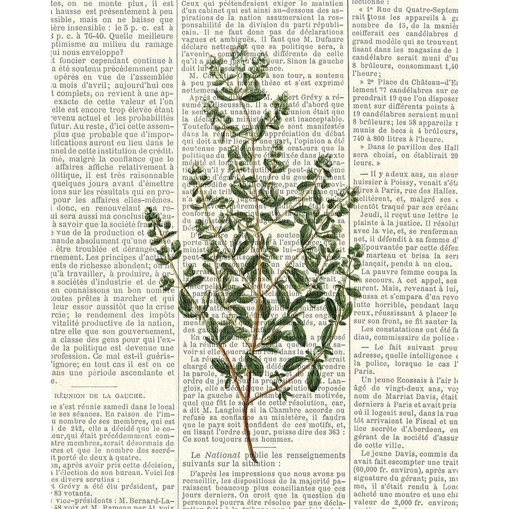 Fresh Herbs 3 Poster Print by Kimberly Allen-VARPDXKARC775C Image 1