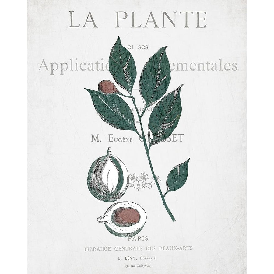 Botanical 3 Poster Print by Allen Kimberly-VARPDXKARC625C Image 1