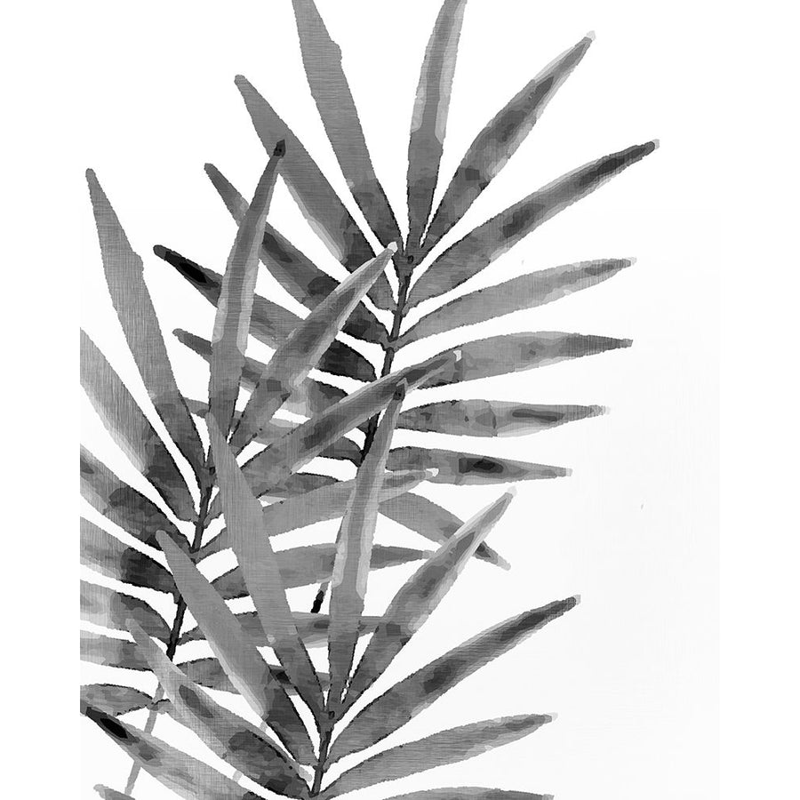 Ferns By Night 1 Poster Print by Allen Kimberly-VARPDXKARC643A Image 1