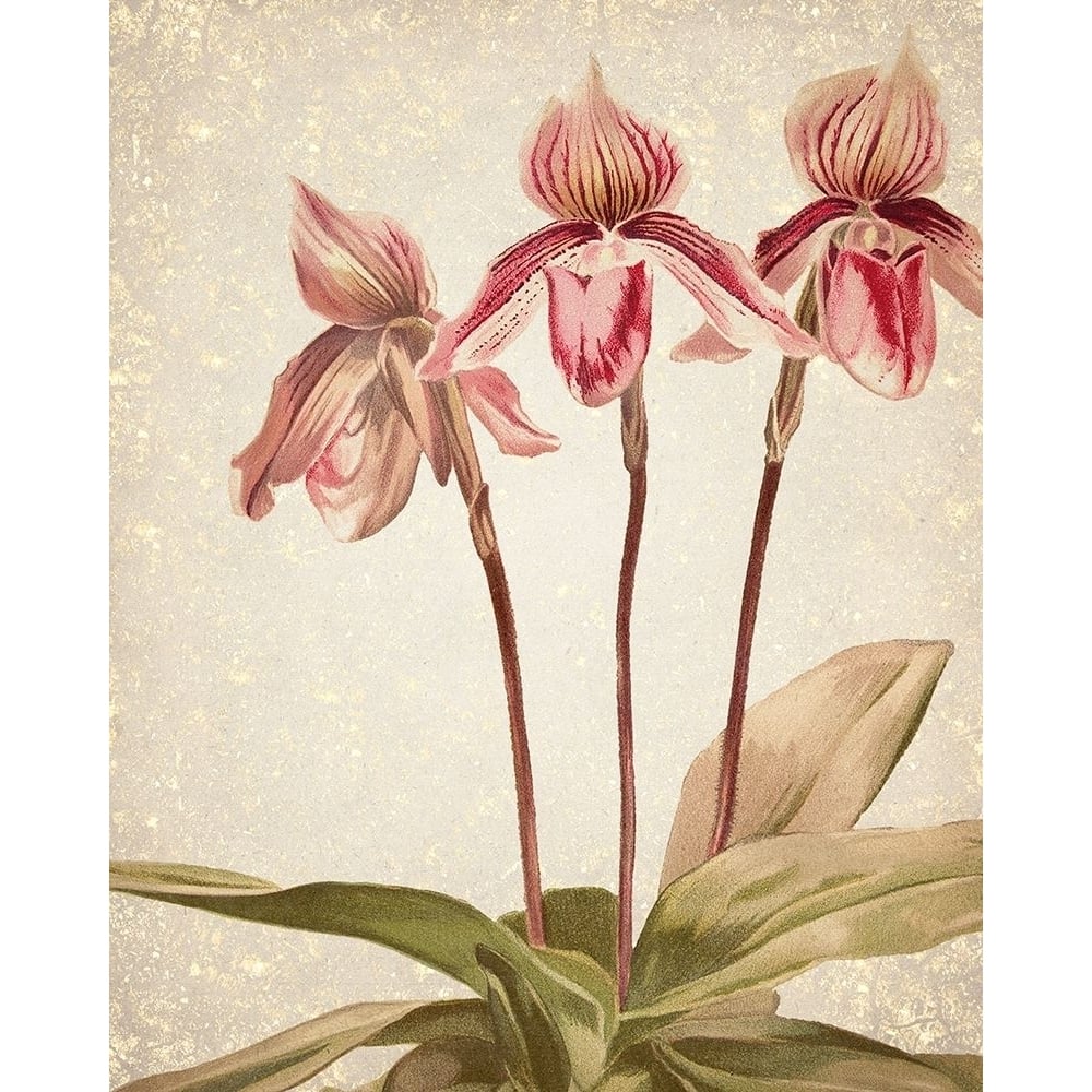 Orchids 4 Poster Print by Allen Kimberly-VARPDXKARC777D Image 1