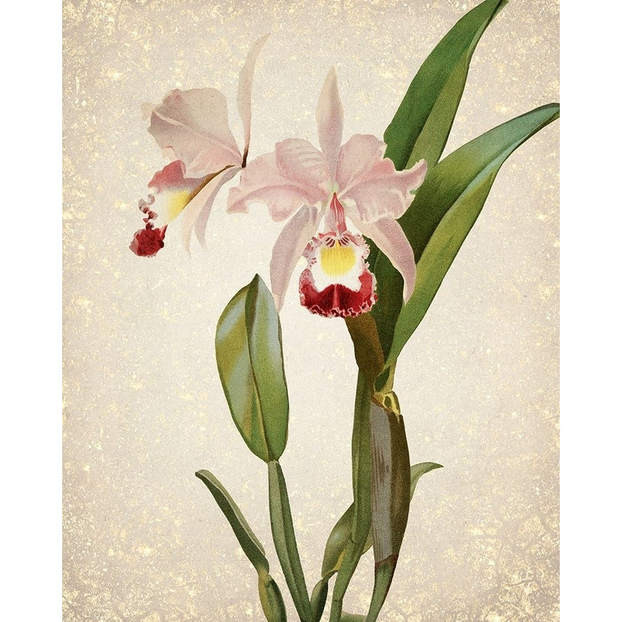 Orchids 2 Poster Print by Allen Kimberly-VARPDXKARC777B Image 1