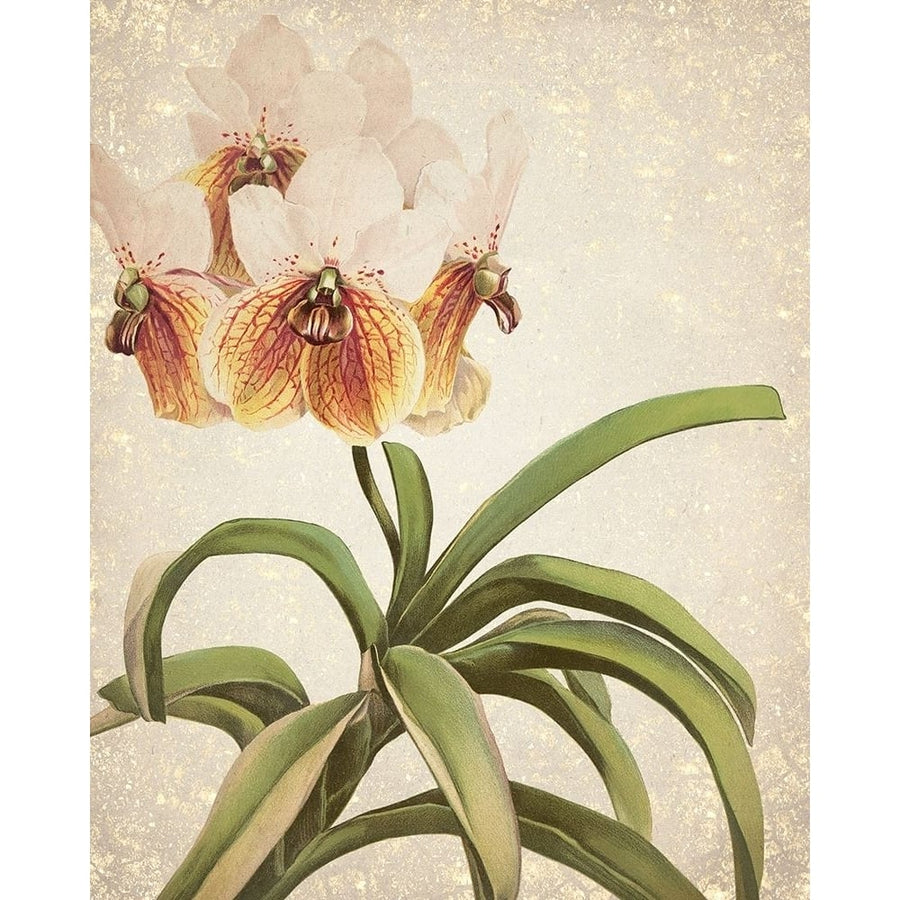 Orchids 3 Poster Print by Allen Kimberly-VARPDXKARC777C Image 1