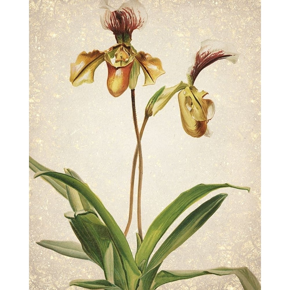 Orchids 1 Poster Print by Allen Kimberly-VARPDXKARC777A Image 1