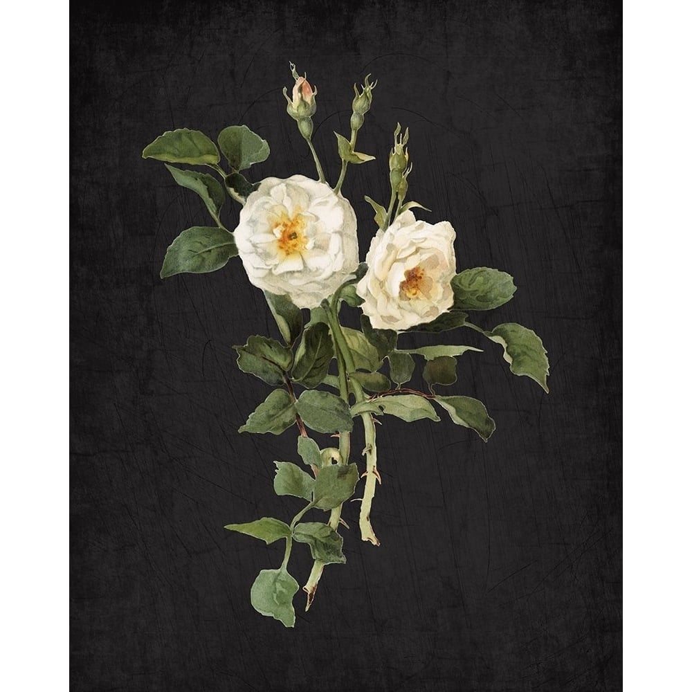 Roses on Black 1 Poster Print by Allen Kimberly-VARPDXKARC822A Image 1