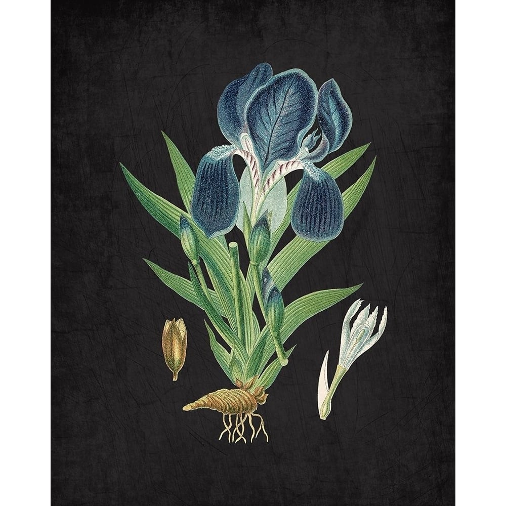 Blue Iris 3 Poster Print by Allen Kimberly-VARPDXKARC823C Image 1