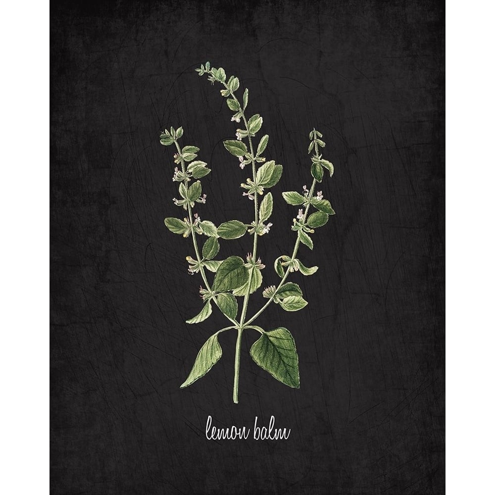 Lemon Balm Poster Print by Allen Kimberly-VARPDXKARC824A Image 1