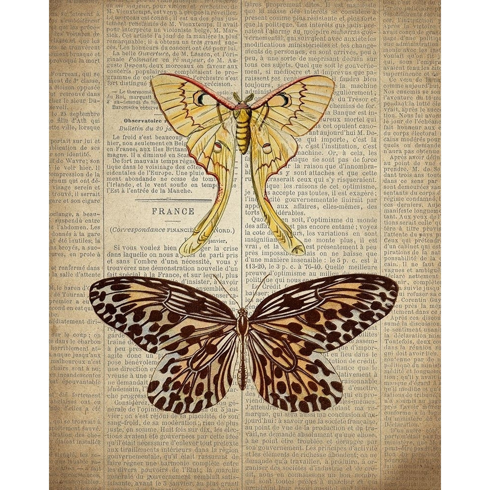 Newspaper Butterfly 1 Poster Print by Kimberly Allen-VARPDXKARC857A Image 2