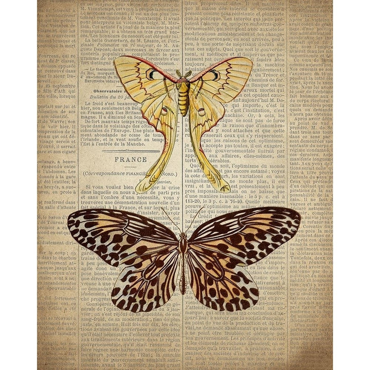 Newspaper Butterfly 1 Poster Print by Kimberly Allen-VARPDXKARC857A Image 1