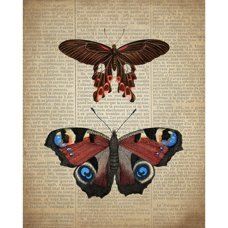 Newspaper Butterfly 2 Poster Print by Kimberly Allen-VARPDXKARC857B Image 1