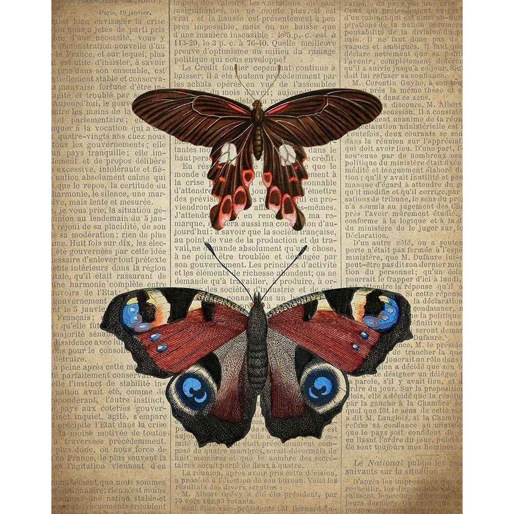 Newspaper Butterfly 2 Poster Print by Kimberly Allen-VARPDXKARC857B Image 2