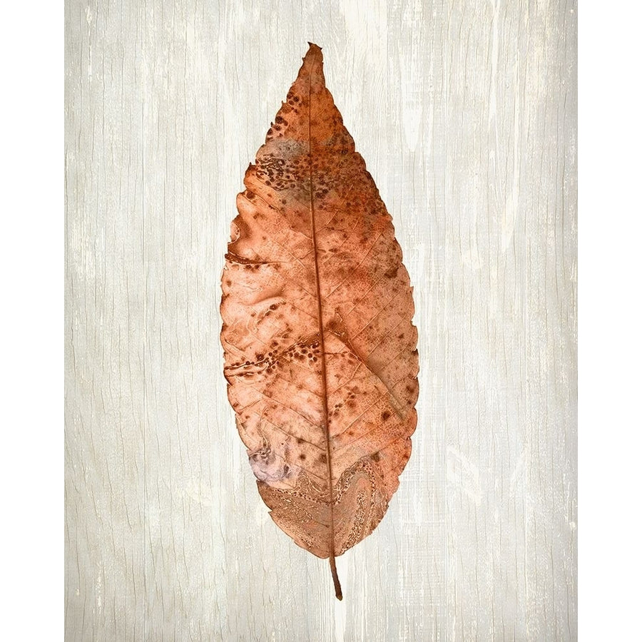 Copper Leaves 1 Poster Print by Allen Kimberly-VARPDXKARC939A Image 1