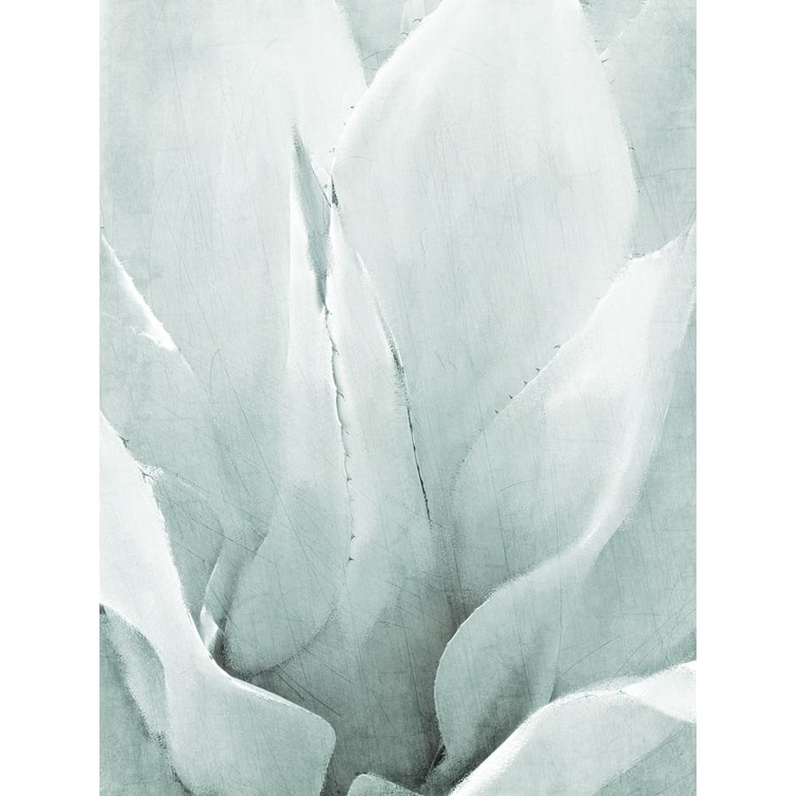 Agave II Poster Print by Allen Kimberly-VARPDXKARC949B Image 1