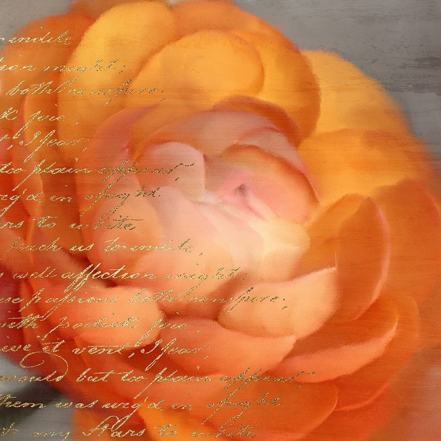 Ranunculus Orange Poster Print by Allen Kimberly-VARPDXKASQ1191A Image 1