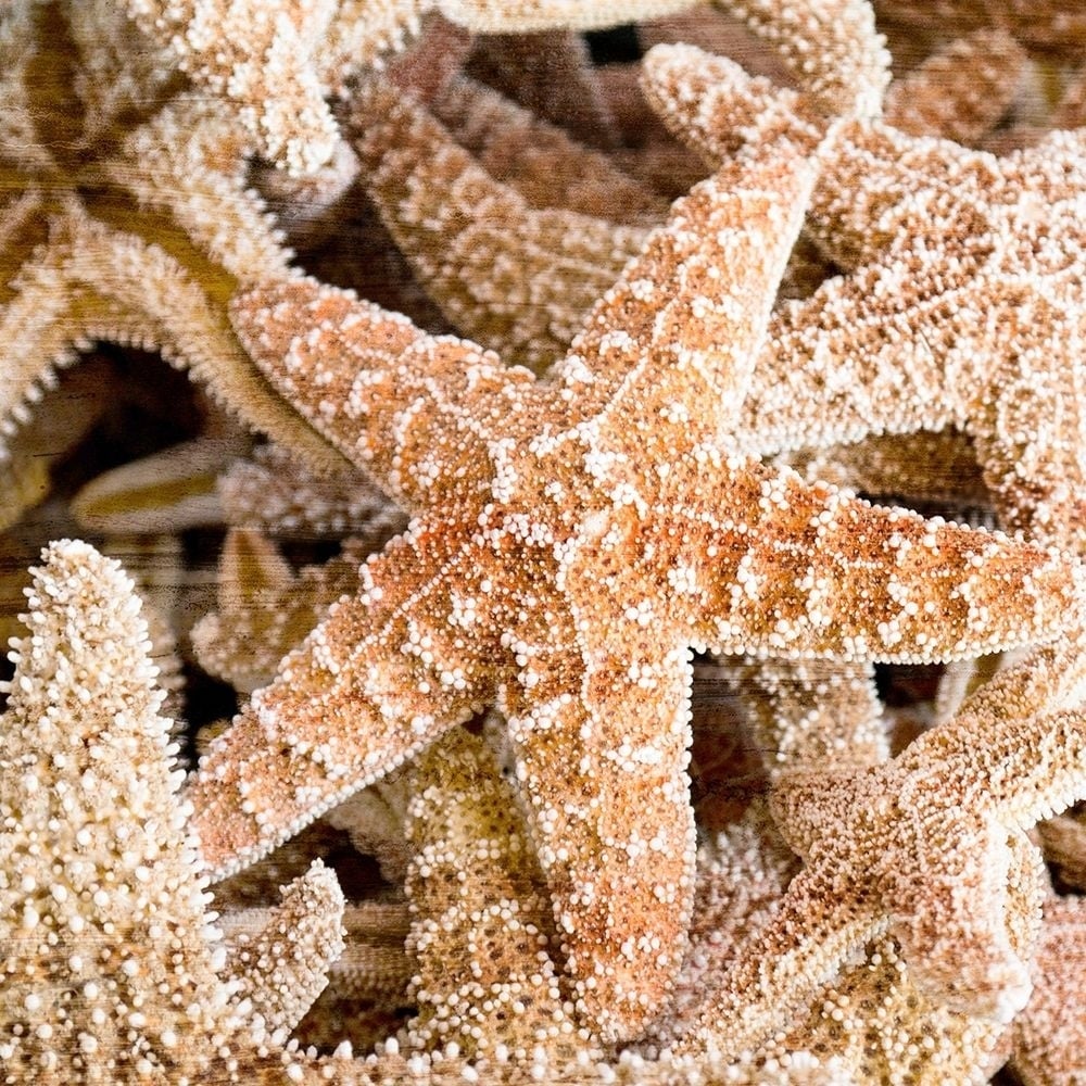 Starfish Beach 2 v2 Poster Print by Allen Kimberly-VARPDXKASQ1382A Image 1