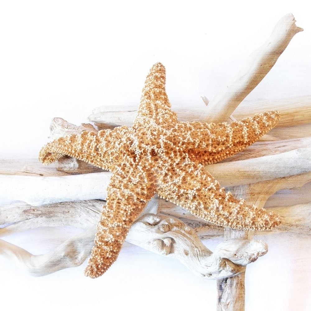 Starfish Beach 5 v2 Poster Print by Allen Kimberly-VARPDXKASQ1382D Image 1