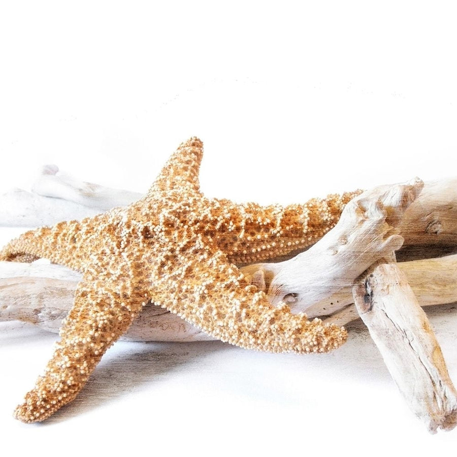 Starfish Beach 4 v2 Poster Print by Allen Kimberly-VARPDXKASQ1382C Image 1