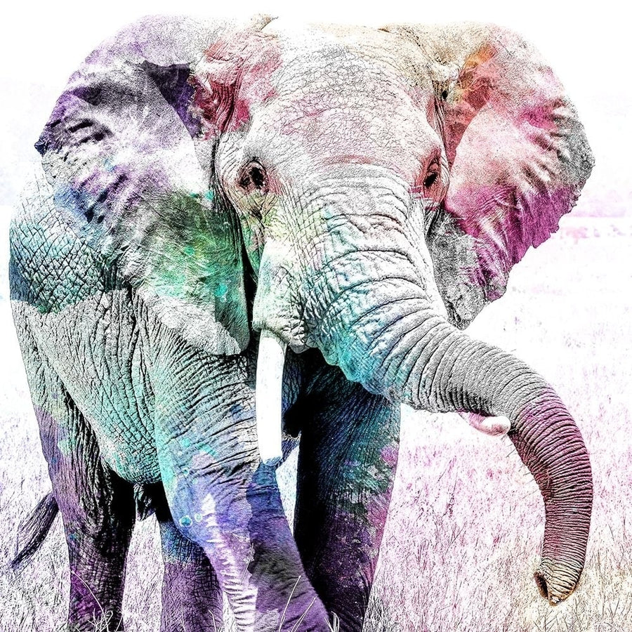 Elephant Colors Poster Print by Allen Kimberly-VARPDXKASQ1467A Image 1