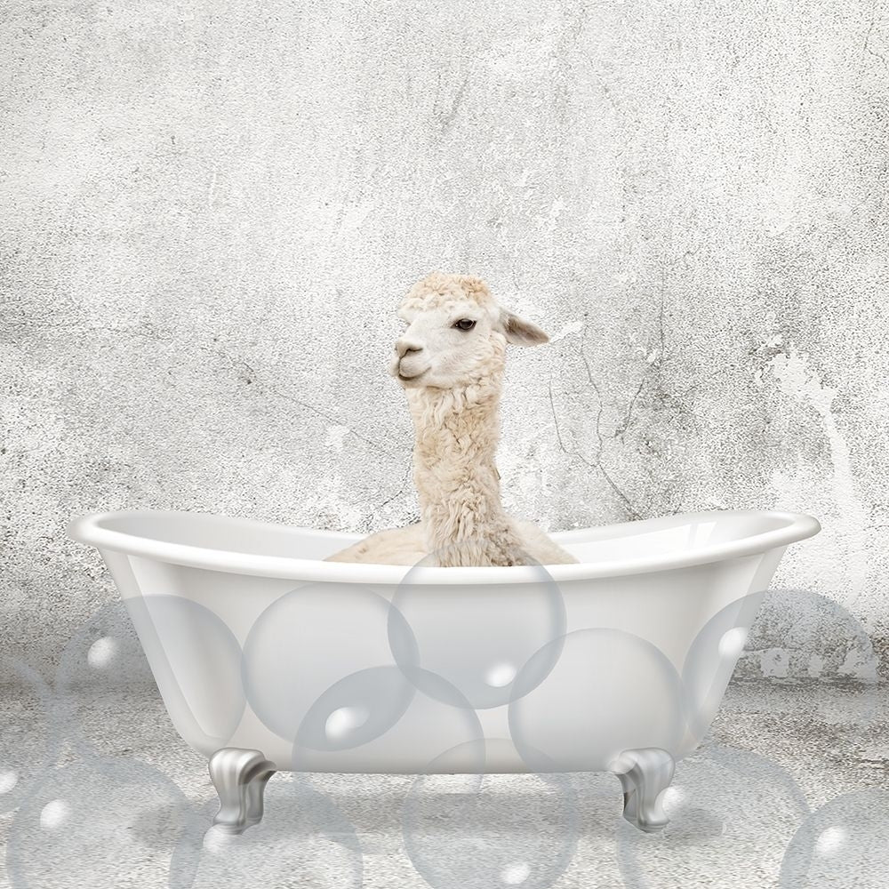 Baby Llama Bath Poster Print by Allen Kimberly-VARPDXKASQ1835E Image 1