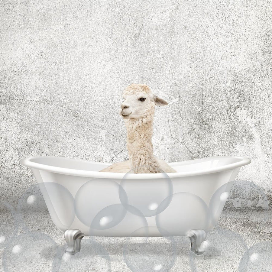 Baby Llama Bath Poster Print by Allen Kimberly-VARPDXKASQ1835E Image 1