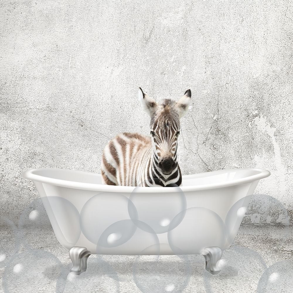 Baby Zebra Bath Poster Print by Allen Kimberly-VARPDXKASQ1835G Image 1